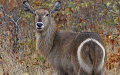 waterbuck pair 202x84